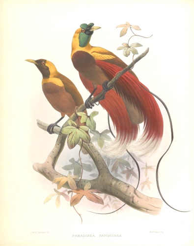 Daniel Giraud Elliot (New York, 7 marzo 1835  New York, 22 dicembre 1915)  stato uno zoologo statunitense. - Paradisea Sanguinea. Plate V. J. Wolf & J.Smit del. et lith.