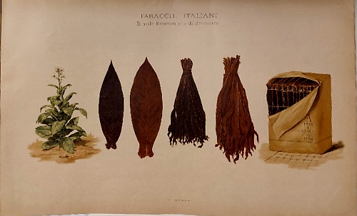 Guida agrario-merceologica dei tabacchi greggi indigeni. In aggiunta: Parte 2, T